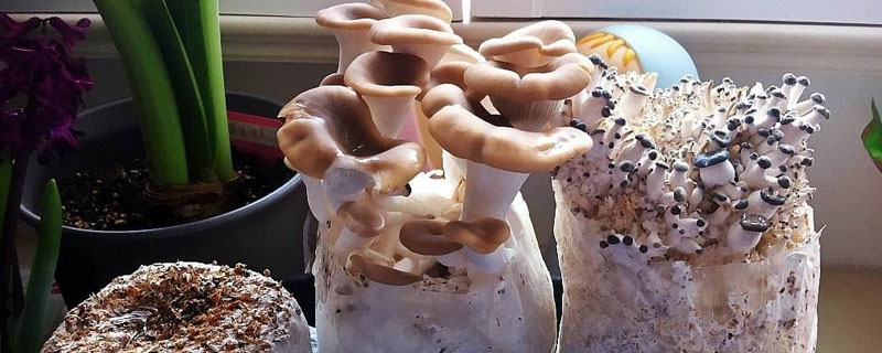 菌菇包怎么种植
