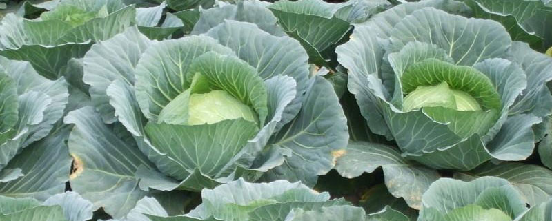 蔬菜亩产量一般多少斤