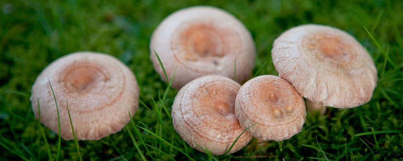 蘑菇是真菌吗
