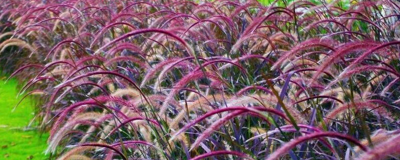 狼尾草会变紫还是有几种色彩