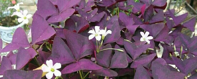 三叶草紫蝴蝶花怎么养 致富热