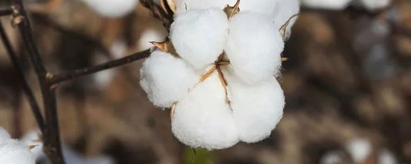中亚地区发展棉花种植的限制因素