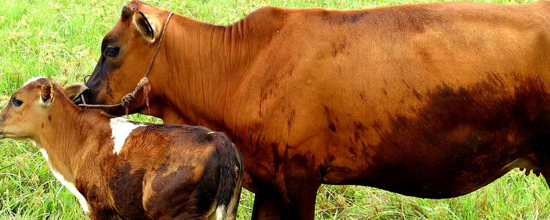 10头母牛6年能繁殖多少头
