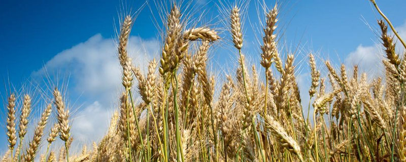 小麦收获的季节