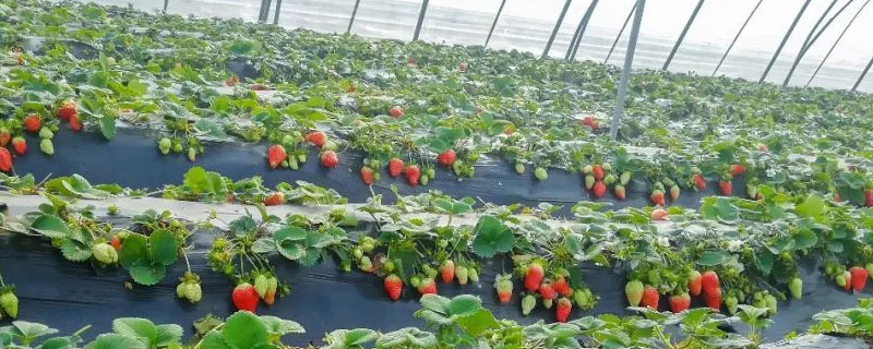 草莓大棚一亩地产量多少