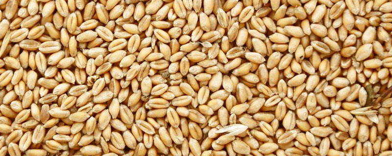 小麦种子白色的是什么