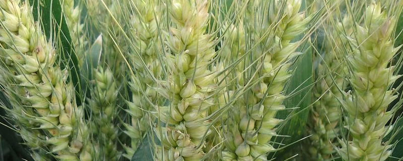 小麦种子成熟过程中干重变化