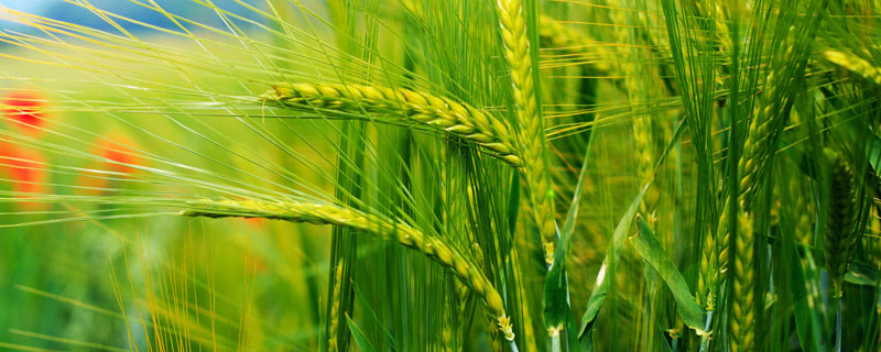 小麦种子开花后各种成分的变化