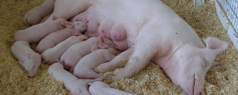 120斤的小母猪能配种吗