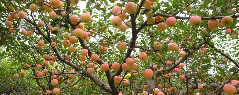 碳酸氢铵在果树的用法与用量