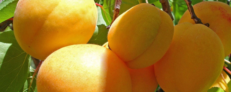 梅子金黄杏子肥是什么季节的