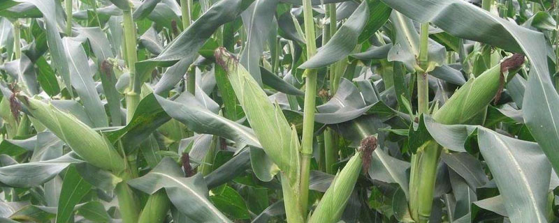 有机肥对玉米生产和产量的影响