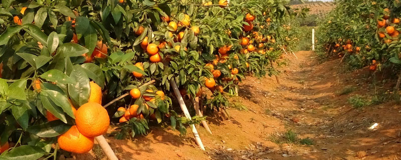 由良柑橘适宜在什么地区种植