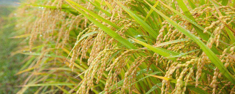 菌肥对水稻的作用