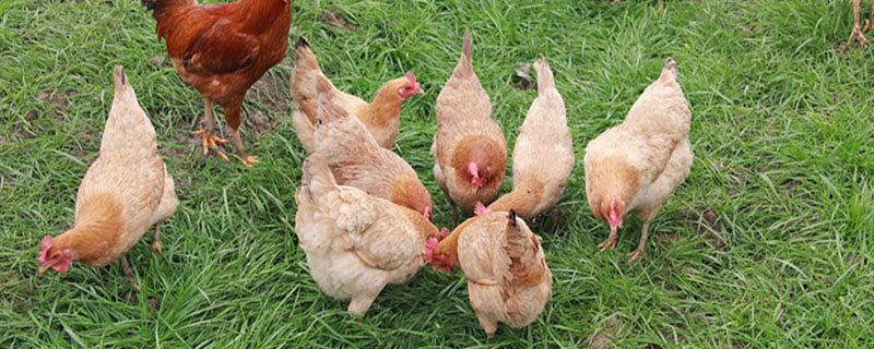 养殖鸡和土鸡营养区别