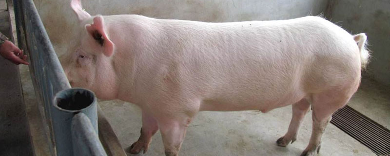 霉菌毒素对母猪的危害