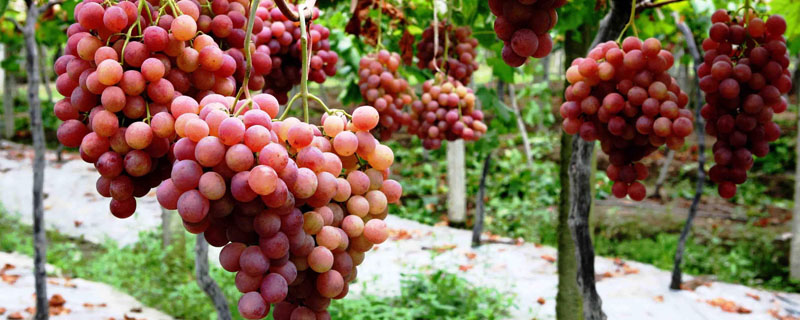 贺兰山东麓有利于葡萄生长的气候条件