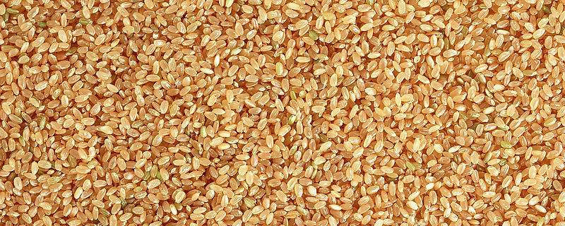 小麦种子冬性半冬性有什么区别