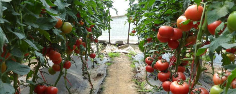 大棚西红柿亩产量多少斤