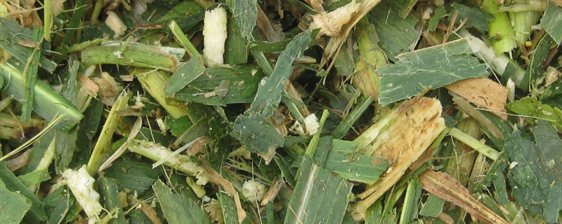 山东省玉米秸秆产量丰富的原因