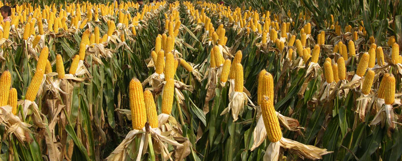玉米产量每亩多少斤