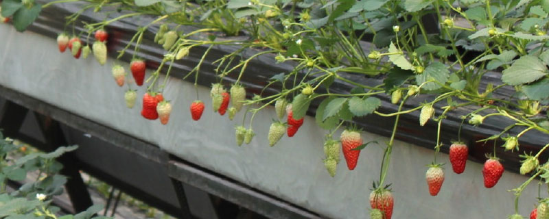 草莓大棚立体种植