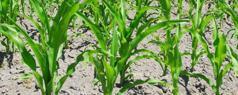 冀农802玉米种子介绍