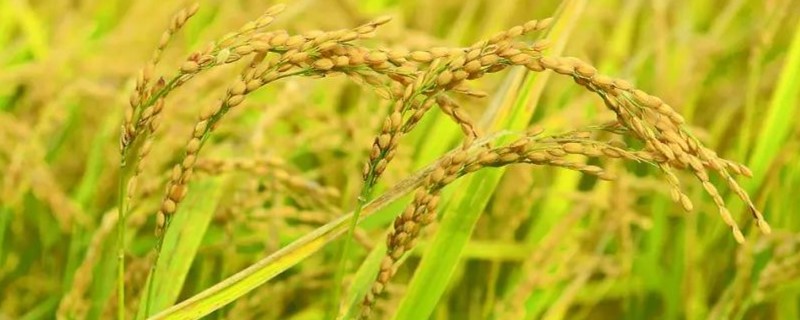 水稻种子会结出大米来吗