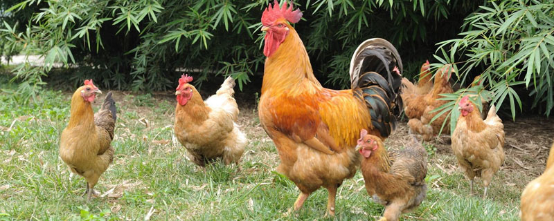 鸡吃了农药怎么解毒