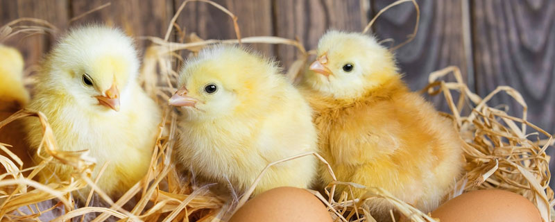 小鸡出生多久可以喂食和水