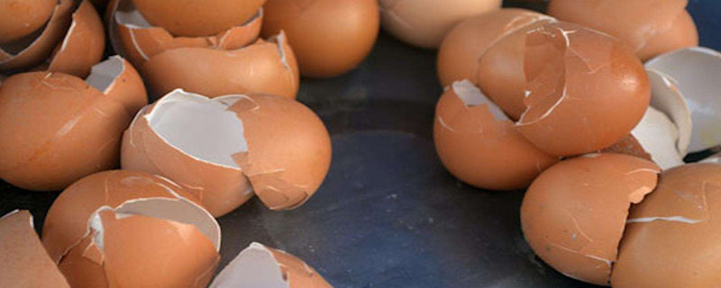 鸡蛋壳属于什么肥料