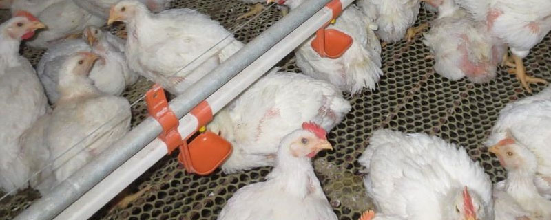 一只鸡到出栏能吃多少饲料