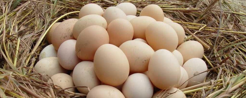 坏鸡蛋能给花做肥料吗
