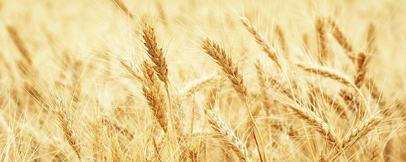中国的小麦需要进口吗