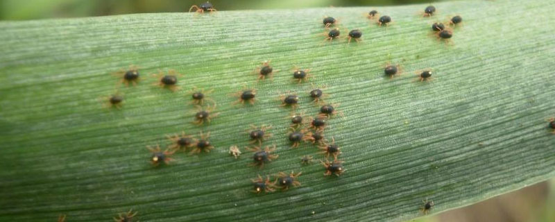 麦圆蜘蛛用什么农药