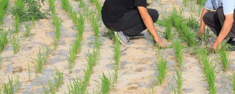 旱稻和水稻的区别
