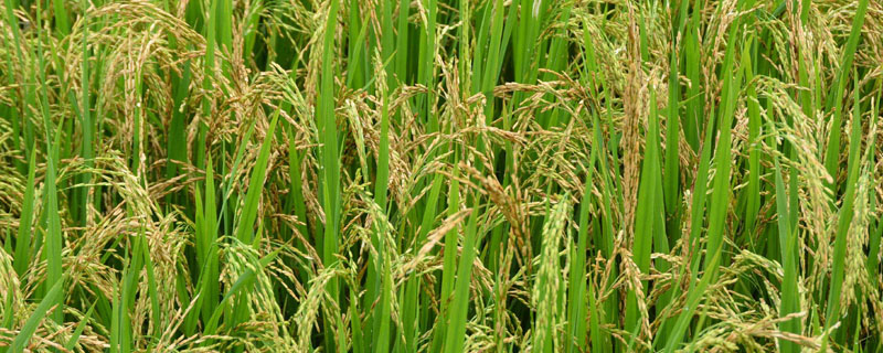 印度的小麦和水稻分布在哪里