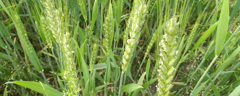 小麦和水稻的花属于