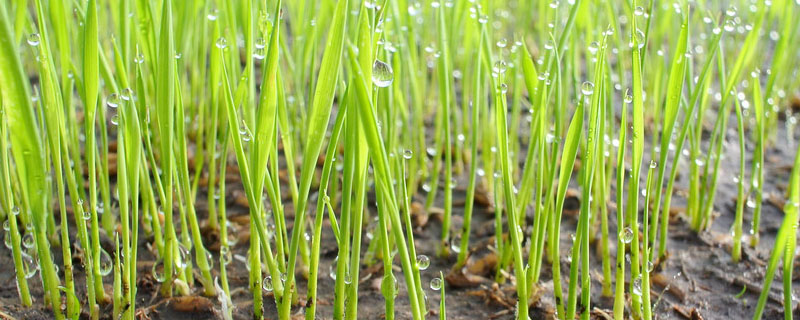 水稻种子催芽方法五种方法