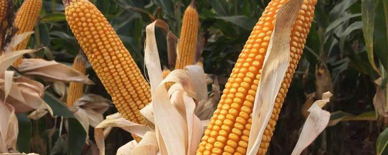 玉米的种植方法和技术