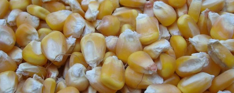 玉米种子结构图及作用