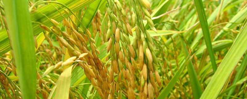水稻种子的营养物质主要储存在哪里