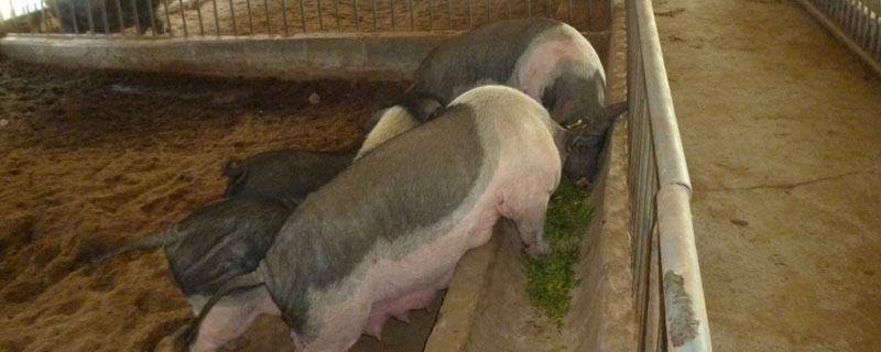 猪生产周期