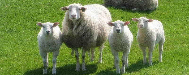 50只羊一年吃几亩苜蓿