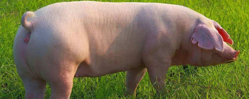 西北地区生猪养殖密度低的原因