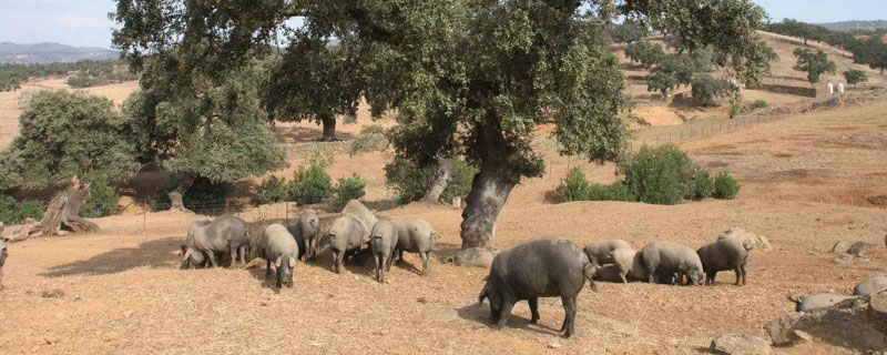 伊比利亚黑蹄猪产量小的原因