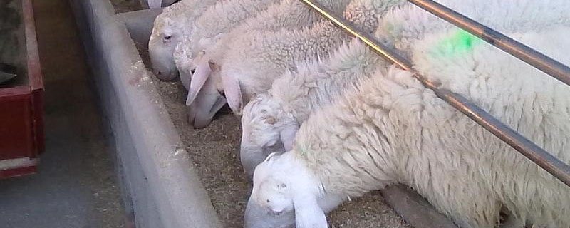 养殖羊一般是几个月一批