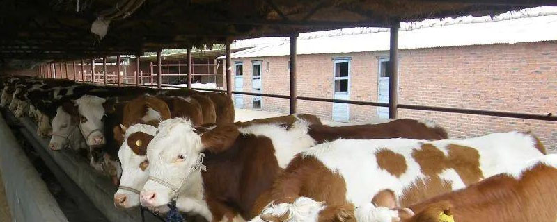 一头母牛一天大概喂多少饲料?