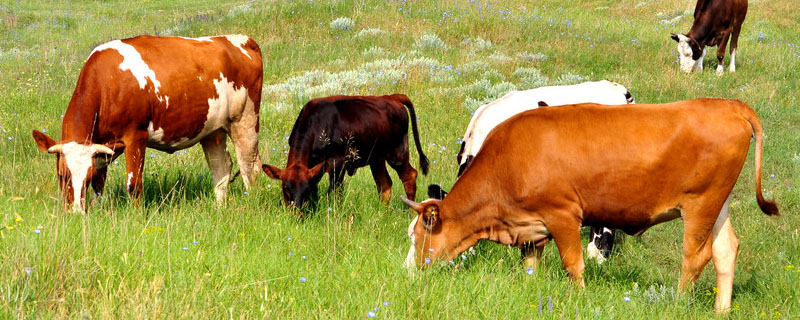 新手养牛买小母牛还大母牛