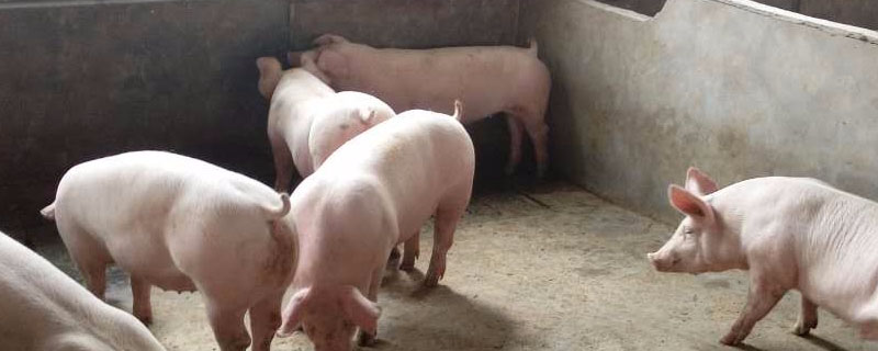 猪长到300斤几个月